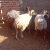 میش داشتی و بره نر پای پروار|حیوانات مزرعه|اسفراین, |دیوار