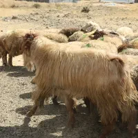 بز نر(حچه)|حیوانات مزرعه|سنندج, |دیوار