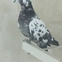 کبوترپرشی خوب تضمینی با جفت کن کبوتر