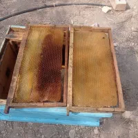 پوکه زنبور عسل