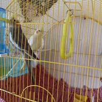 یک جفت عروس هلندی مولد