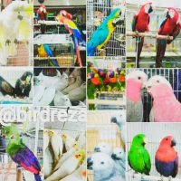 شاه طوطی جفت مولد  و ملنگو زرد جفت تضمینی