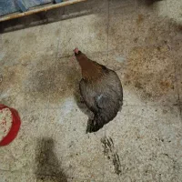 مرغ تخم گذار