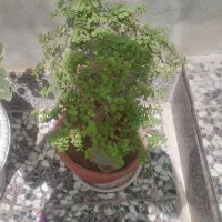 بونسای کراسولا خرفه ای|گل و گیاه طبیعی|قم, هفت تیر|دیوار
