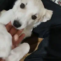 سگ اشپیتز رایگان .