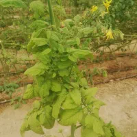 استخدام نیروی خانم برای گلخانه