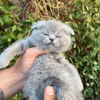 اسکاتیش فولد|گربه|نیشابور, پاستور|دیوار