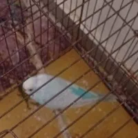 فروش یک عدد مرغ عشق نر نژاد دار مست قیمت توافقی