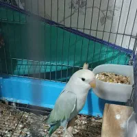 طوطی های برزیلی