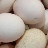 تخم بوقلمون