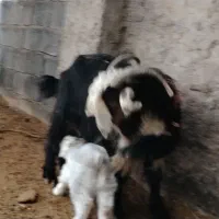 فروش 8عدد بز و بزغاله سالم|حیوانات مزرعه|نجفآباد, فیروزآباد|دیوار