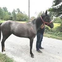 مادیان عرب