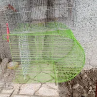 قفس|لوازم جانبی حیوانات|کرج, کلاک پایین|دیوار