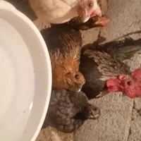 مرغ و خروس مینیاطوری