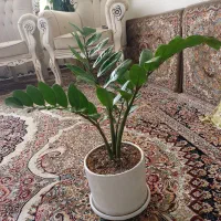 گیاه شفلر|گل و گیاه طبیعی|گلبهار, شهر جدید گلبهار|دیوار