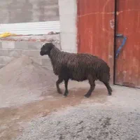 گوسفند|حیوانات مزرعه|ارشق, |دیوار