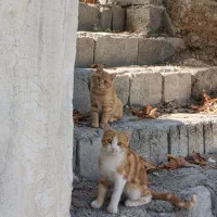 گربه دستی بازیگوش