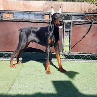 پانسیون سگ آموزش سگ تربیت سگ|خدمات پیشه و مهارت|کرج, فاز ۳ مهرشهر|دیوار