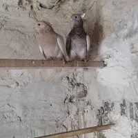 دو عدد کبوتر پرشی زردی و سرور نر و ماده خارجی|پرنده|بهارستان, |دیوار