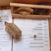 بلدرچین بالغ نروماده.