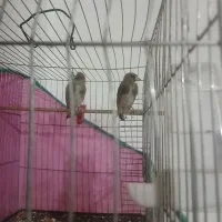 سهره دهبکری