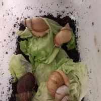 حلزون اچاتینا