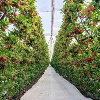 پلاستیک (مالچ)|خدمات باغبانی و درختکاری|شهر بابک, |دیوار