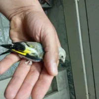 جوجه سهره کال|پرنده|بروجرد, |دیوار