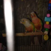 طوطی گرینچیک وعروس هلندی|پرنده|سعدآباد, |دیوار