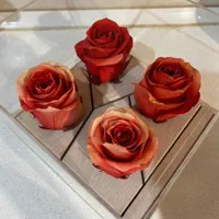 گل رز جاودان|گل و گیاه طبیعی|تهران, آذری|دیوار