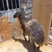 شیشک قوچ همو وبره ریز|حیوانات مزرعه|نجف‌آباد, حومه نجف آباد|دیوار