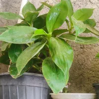 دیفن|گل و گیاه طبیعی|اسلام‌‌آباد غرب, |دیوار