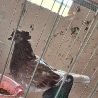 کفتر پرشی|پرنده|بندرعباس, |دیوار