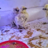 جوجه ابریشمی ۱۰ روزه قیمت برای هر عدد هست