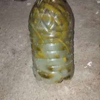 خیارشور ریز|عمده‌فروشی|چورزق, |دیوار