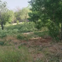 باغبان-شورآب-باغ