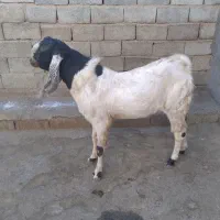 نربز پاکستانی اصل|حیوانات مزرعه|زیویه, |دیوار