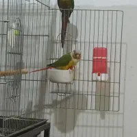 فروش طوطی گرینچیک جفت