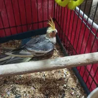 جفت عروس هلندی دستی سخنگو|پرنده|لنجان, |دیوار