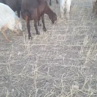 یگ گوسفند وسه بز|حیوانات مزرعه|بجنورد, |دیوار