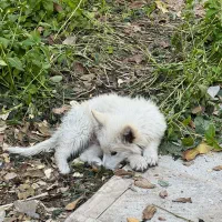 توله دو ماهه ژرمن سوییسی دماوندهر عدد بیست تومن