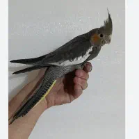 معاوضه عروس هلندی