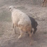 میش بره|حیوانات مزرعه|پاپی, |دیوار