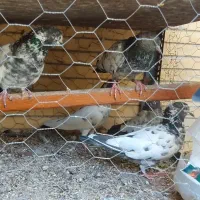 پاکستانی فروشی