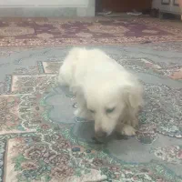 سگ پامر یکساله تمام واکسن ها خورده