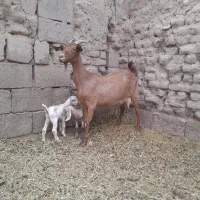 بز سانن