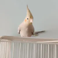 عروس هلندی چهار ماه نر