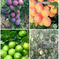 نهال آلو شابلون درخت سودمند، گلخانه، نهالستان