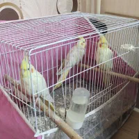 ۳ تا عروس هلندی کارداده