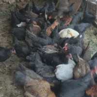 فروش خروس محلی